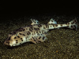 Bullhead Shark (Heterodontus Quoyi), Galapagos Islands