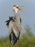 Great Blue Heron Vocalizing, Ardea Herodias, Venice Rookery, Florida, USA