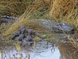 Female Alligator with Young