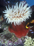 Fish Eating Anemone (Urticina Piscivora), California, USA