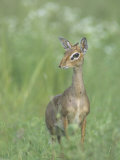 Kirk's Dik-Dik, Madoqua Kirkii, East Africa