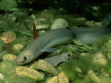 European Eel (Anguilla Anguilla), Bavaria, Germany