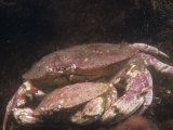 Rock Crab Mating Pair, Cancer Irroratus, Atlantic Ocean