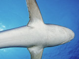 Ventral View of a Silvertip Shark (Carcharhinus Albimarginatus), Myanmar