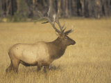 Buy Bull Elk, Cervus Elaphus, Yellowstone National Park, Wyoming, USA at AllPosters.com
