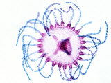 Obelia Medusa, a Marine Hydrozoan