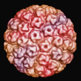 Papilloma Virus. Hpv May Cause Warts or Papillomas in Various Parts of the Body