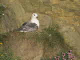 Northern Fulmar on its Cliffside Nest, Fulmarus Glacialis, Shetland Islands, Scotland, Uk