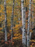 White or Paper Birch Forest in the Fall, Betula Papyrifera, North America