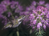 Calliope Hummingbird Nectaring at Flowers, Stellula Calliope, New Mexico, USA
