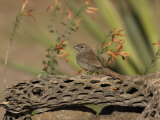 Rufous-Crowned Sparrow (Aimophila Ruficeps) Perched on a Cholla Cactus Skeleton, Arizona, USA