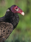 Turkey Vulture (Cathartes Aura), USA