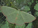 Red-Bordered Emerald Moth (Nemoria Lixaria), Geometridae, Florida