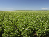Buy Potato, Solanum Tuberosum, Field in Bloom, North Dakota, USA at AllPosters.com