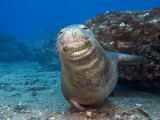Hawaiian Monk Seal (Monachus Schauinslandi), an Endemic and Endangered Species, Hawaii, USA