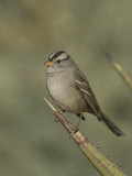 White-Crowned Sparrow on an Agave Leaf (Zonotrichia Leucophrys), Arizona, USA