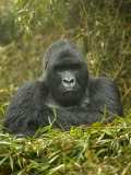 Mountain Gorilla, Gorilla Gorilla Beringei, Volcanoes National Park, Rwanda, Africa