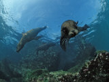 South African Fur Seals Swimming (Arctocephalus Pusillus Pusillus), South Africa