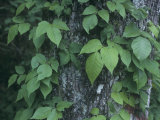 Poison Ivy Growing Up a Tree Trunk, Toxicodendron Radicans, North America