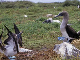 Blue Footed Booby Courtship Display, Sula Nebouxi, Hood Island, Galapagos