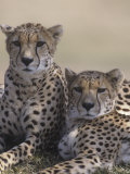 Two Male Cheetahs (Acinonyx Jubatus), Kenya, Africa