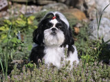 Shih Tzu Variety of a Toy Domestic Dog