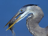 Close-Up View of a Great Blue Heron Head with a Fish in its Bill, Usa., Ardea Herodias