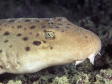 Ocellated Epaulette Shark Head (Hemiscyllium Ocellatum), Great Barrier Reef, Australia