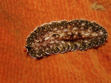 Buy Flatworm (Plathelminthes), Pacific Ocean, Panglao Island at AllPosters.com