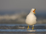 Ring-Billed Gull Calling in the Surf, Larus Delawarensis, Florida, USA