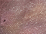 Smooth Endoplasmic Reticulum, Ser,