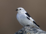 Snow Bunting, Plectrophenax Nivalis, Manitoba, Canada