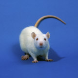 White Laboratory Rat, Sprague Dawley Variety, a Common Laboratory Animal (Rattus)