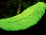 Fluorescing Mushroom Coral (Ctenactis Echinata). Komodo National Park, Indian Ocean