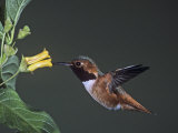 Allen's Hummingbird (Selasphorus Sasin) Gathering Nectar at a Flower, North America