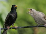 European Starling (Sturnus Vulgaris)