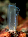 Sea Squirt Tunicate (Ascidia), Komodo National Park, Indian Ocean