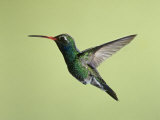 Broad-Billed Hummingbird Flying, Cynanthus Latirostris, Western North America
