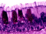 Pseudostratified Epithelium with Goblet Cells in the Trachea, Pas Stain