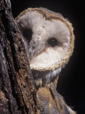 Barn Owl Face Peering from Behind a Tree Trunk, Tyto Alba, a Threatened Species, North America