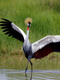 Grey Crowned Crane (Balearica Regulorum), Tanzania