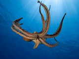 Suckers are Visible on This Eight-Armed Cephalopod Day Octopus (Octopus Cyanea), Hawaii, USA