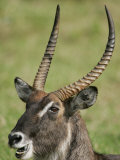 Defassa Waterbuck Head View While Chewing, Kobus Ellipsiprymnus Defassa, Lake Nakuru, Kenya, Africa