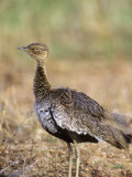 Red-Crested Bustard, Eupodotis Ruficrista, Samburu, Kenya, Africa