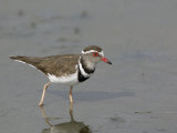 Three-Banded Plover, Charadrius Tricollaris