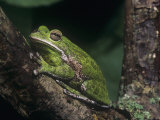 Barking Treefrog, Hyla Gratiosa, Southeastern USA