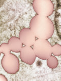Lipid Droplets in a Cell