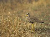 Wattled Plover, Vanellus Senegallus, Kenya, Africa
