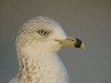 Ring-Billed Gull Head in Winter Plumage, Larus Delawarensis, Coronado, California, USA