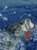 Largemouth Bass Diving for Lure